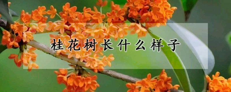 桂花樹長什麼樣子