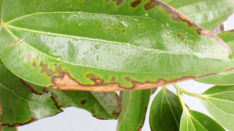 植物葉子發黃幹枯是怎麼回事