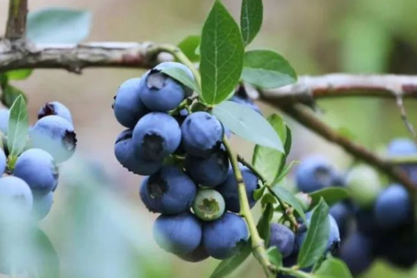 藍莓怎麼種植和養護