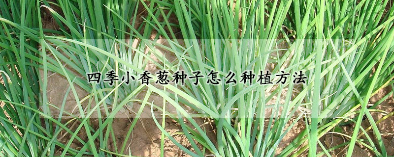 四季小香蔥種子怎麼種植方法