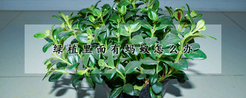 綠植裏麵有螞蟻怎麼辦