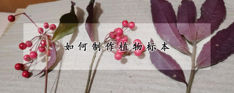 如何製作植物標本