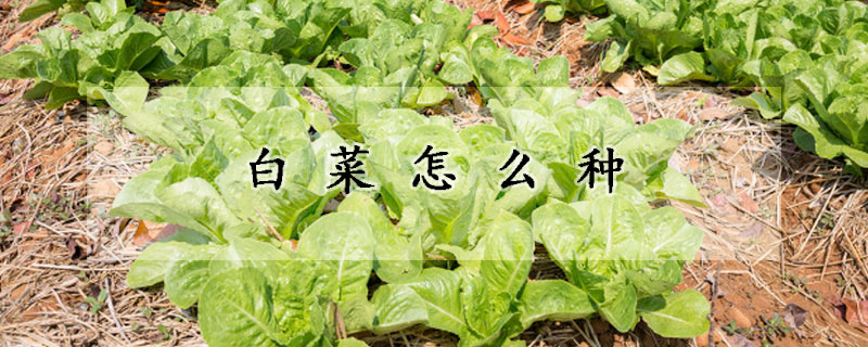 白菜怎麼種