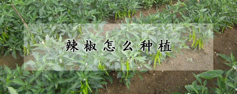 辣椒怎麼種植