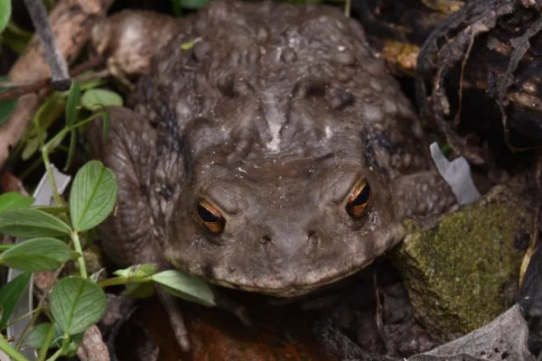 土壤裏有什麼動物