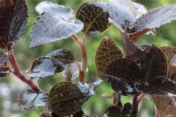 金線蓮的種植技術與管理