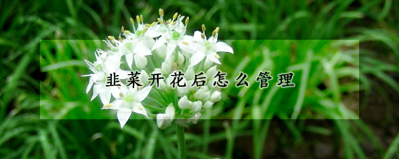 韭菜開花後怎麼管理