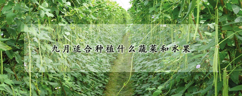 九月適合種植什麼蔬菜和水果