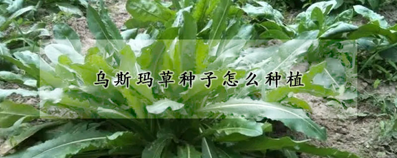 烏斯瑪草種子怎麼種植