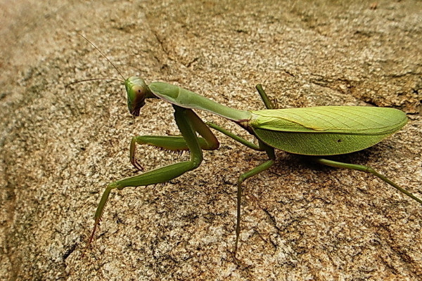 怎麼養螳螂