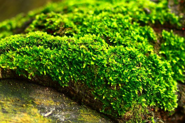 苔蘚怎麼養才能綠