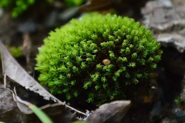 苔蘚怎麼養才能綠