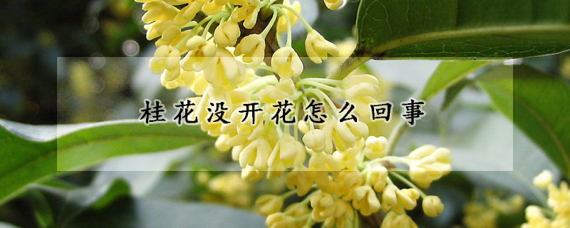 桂花沒開花怎麼回事