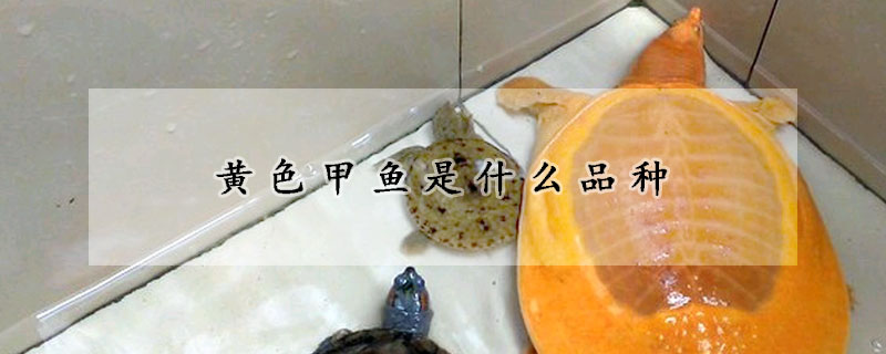 黃色甲魚是什麼品種