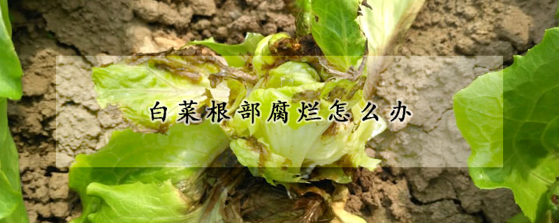 白菜根部腐爛怎麼辦