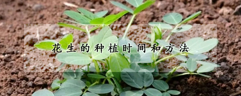 花生的種植時間和方法