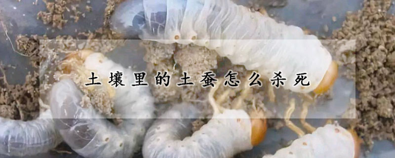 土壤裏的土蠶怎麼殺死