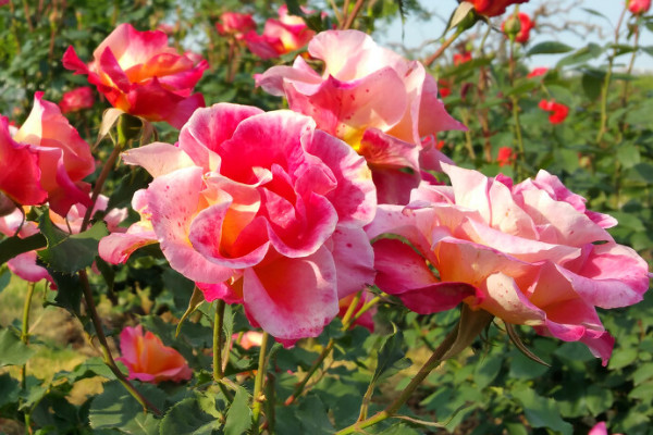 地栽月季花冬天怎麼過冬