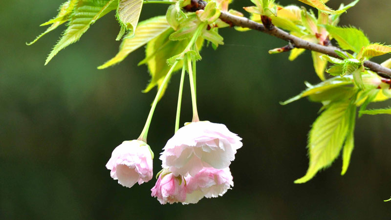 銀杏花的花語和寓意