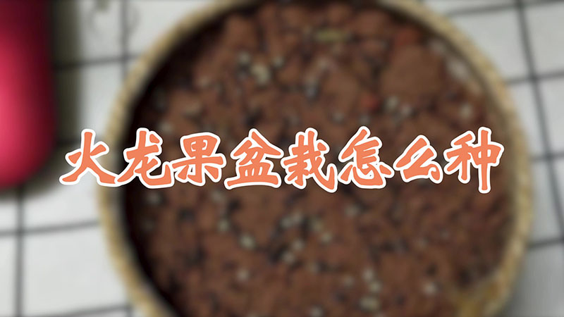 火龍果盆栽怎麼種