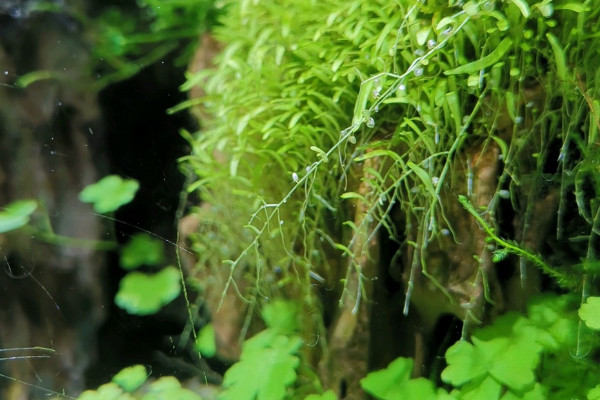 水草泥怎麼種植水草