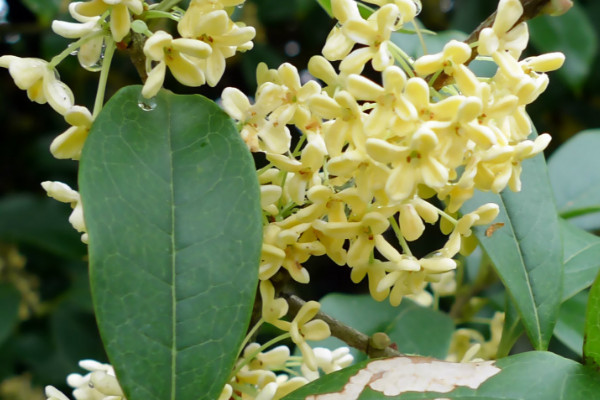 北方院子桂花樹冬天怎樣保護