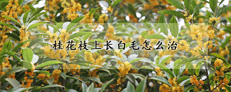 桂花枝上長白毛怎麼治