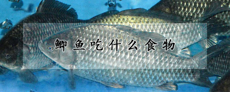 鯽魚吃什麼食物