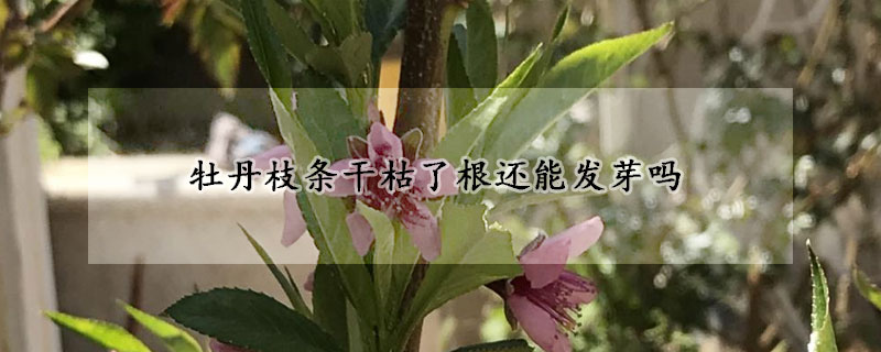 牡丹枝條幹枯了根還能發芽嗎