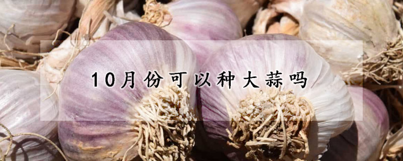 10月份可以種大蒜嗎