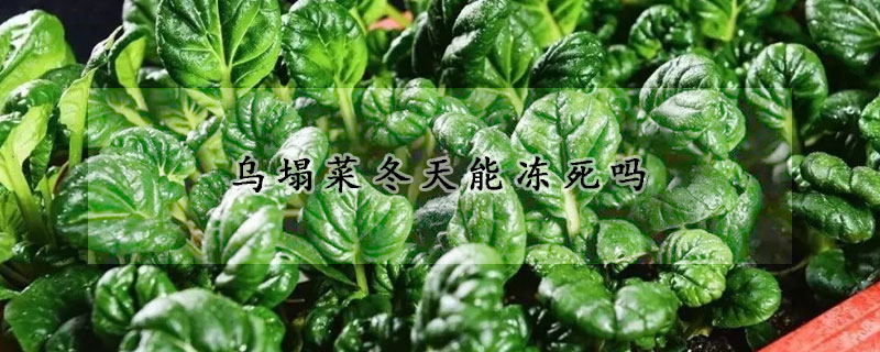 烏塌菜冬天能凍死嗎