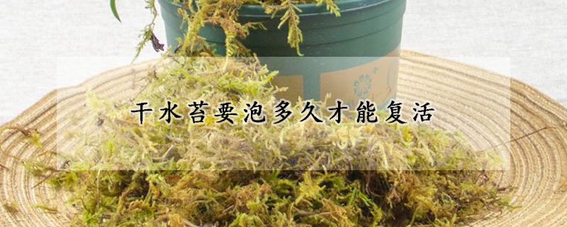 幹水苔要泡多久才能複活