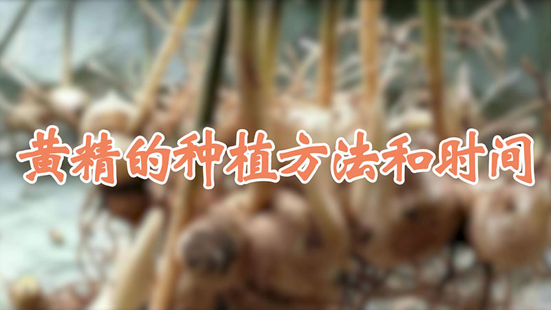 黃精的種植方法和時間