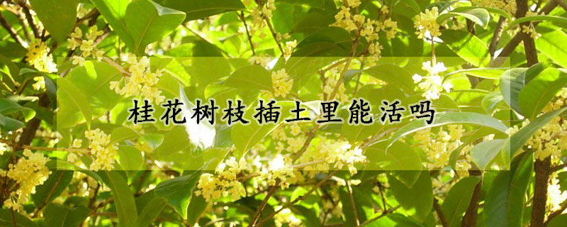 桂花樹枝插土裏能活嗎