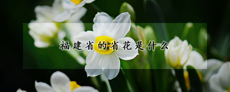 福建省的省花是什麼