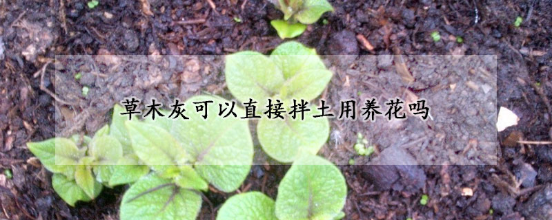 草木灰可以直接拌土用養花嗎