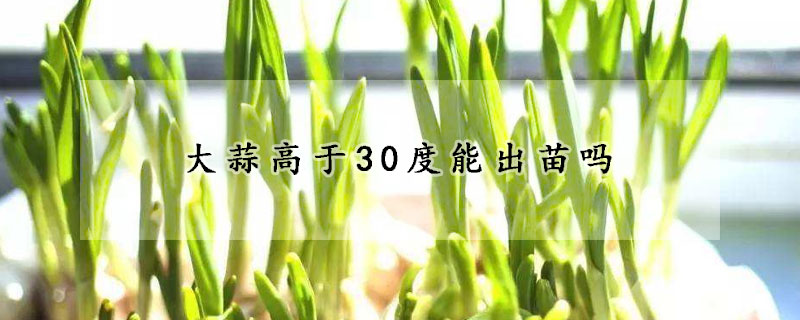 大蒜高於30度能出苗嗎