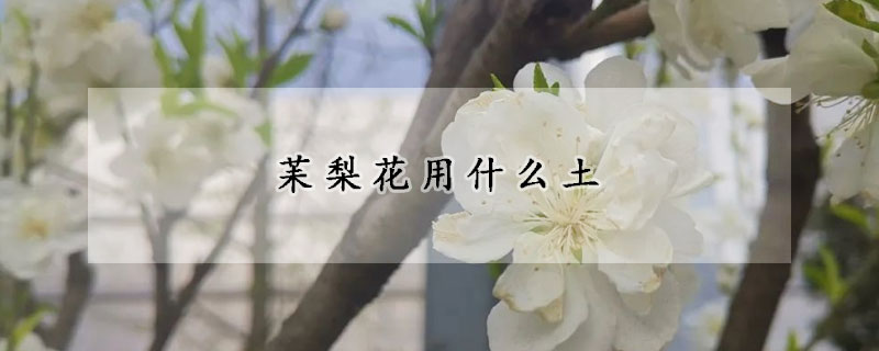 苿梨花用什麼土