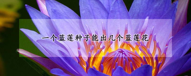 一個藍蓮種子能出幾個藍蓮花