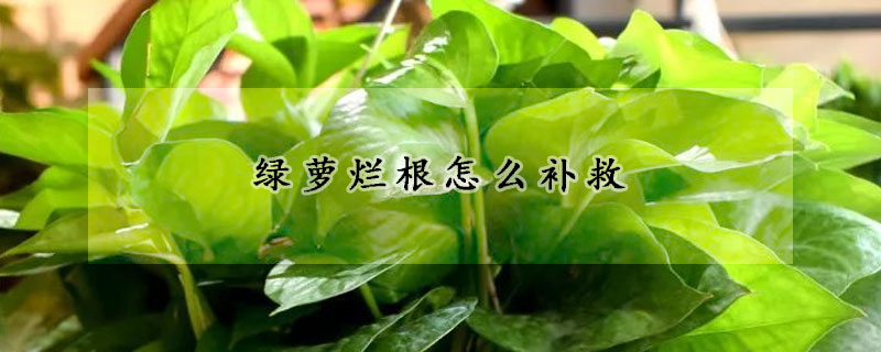 綠蘿爛根怎麼補救