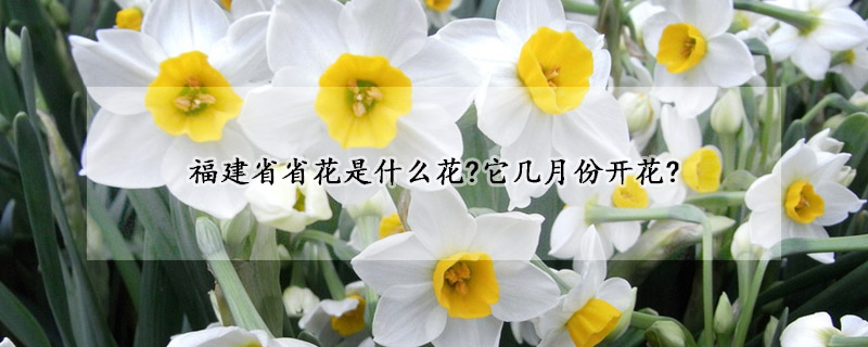 福建省省花是什麼花?它幾月份開花?