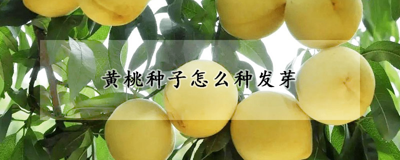 黃桃種子怎麼種發芽