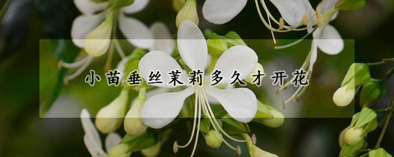 小苗垂絲茉莉多久才開花