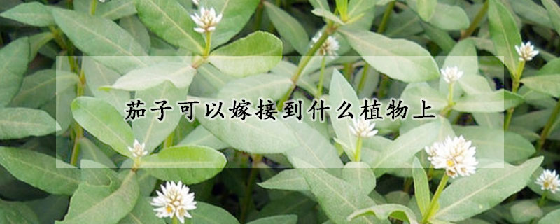 茄子可以嫁接到什麼植物上