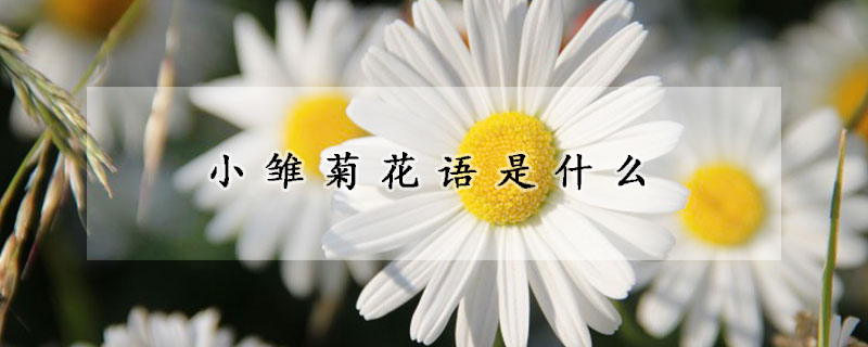 小雛菊花語是什麼