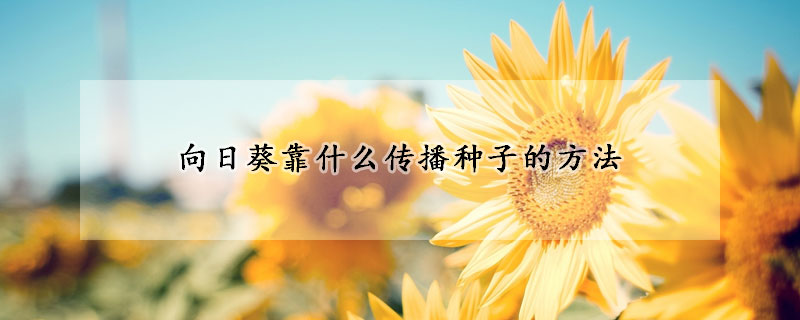 向日葵靠什麼傳播種子的方法