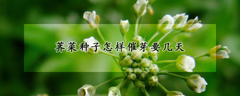 薺菜種子怎樣催芽要幾天