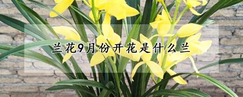 蘭花9月份開花是什麼蘭