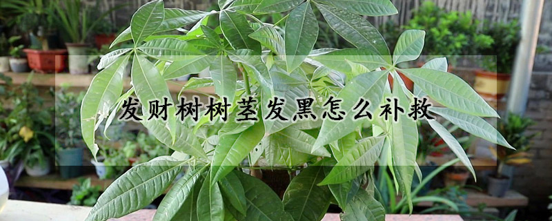 發財樹樹莖發黑怎麼補救