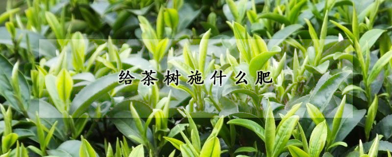 給茶樹施什麼肥